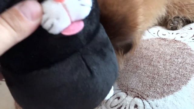 Пекинес Дендик сегодня День рождения вручаем подарок игрушка чёрны кот смотреть онлайн