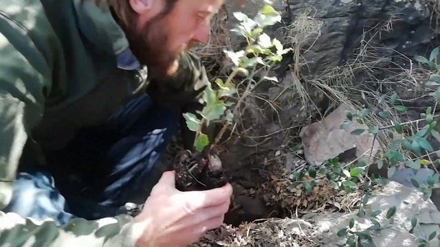 España: Planting Cork Oaks (Quercus suber) in Almeria - Urban Street Forest смотреть онлайн