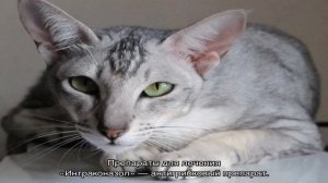 Лишай у кошек: как выглядит, лечение, признаки