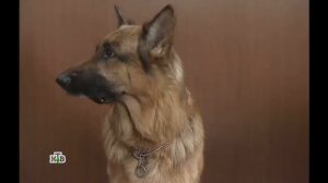 Возвращение Мухтара 2. Макет