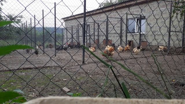 вольеры для кур крытый или нет плюсы и минусы смотреть онлайн