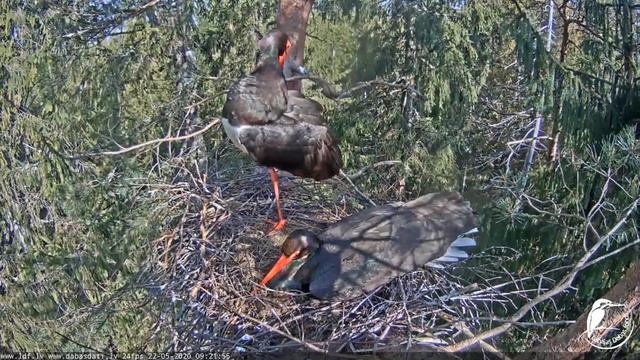 Melnais stārķis (Ciconia nigra) LDF kamera. Чёрный аист 2020 05 22 смотреть онлайн