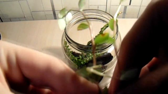 Вечный террариум. #1 Начало. смотреть онлайн