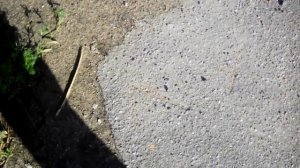 Обжалуем штраф за парковку на газоне. Демонстрация газона для парковки авто. Материал в суд.