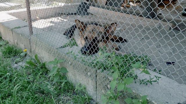 Эта история потрясла весь мир! Вы не поверите, что мужчина обнаружил в лесу! смотреть онлайн