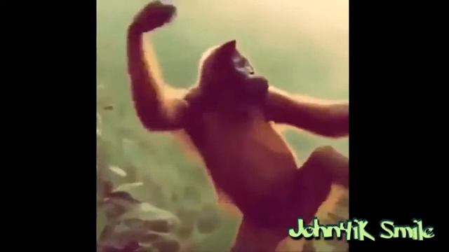 Новая лучшая подборка смешных видео приколов. Выпуск 10 (март 2015) смотреть онлайн