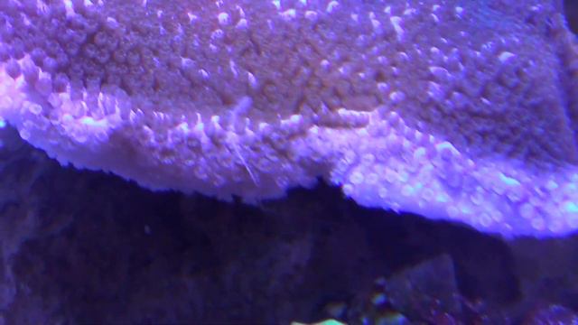 Щетинчатый червь - CoralReef-Aqua.ru/forum смотреть онлайн