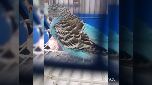 Волнистик засыпает/птица/спит смотреть онлайн