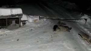 Волки едят собак 3