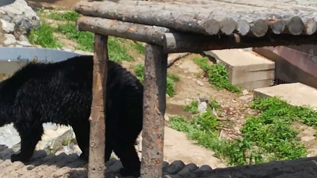 Как живут медведи и лев в зоопарке на Садгороде Владивосток смотреть онлайн