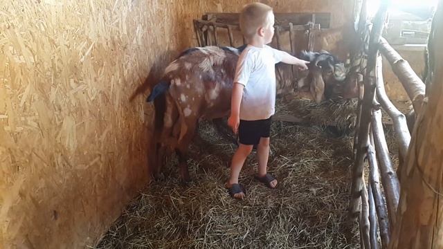 Рабочий день. Нубийские козы и молоко. смотреть онлайн