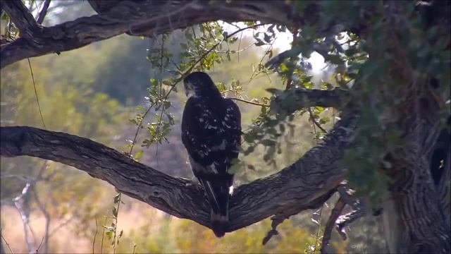Africa. African Hawk Eagle - Африка. Африканский орел-ястреб смотреть онлайн