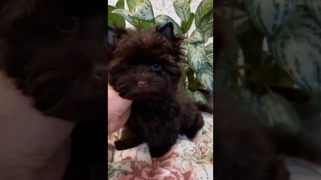 Мальчик, темный шоколадик смотреть онлайн