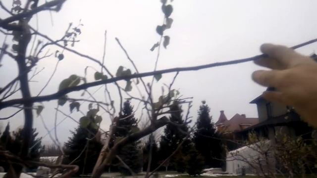 Айва. ОБРЕЗКА АЙВЫ. Ответ на вопрос. смотреть онлайн