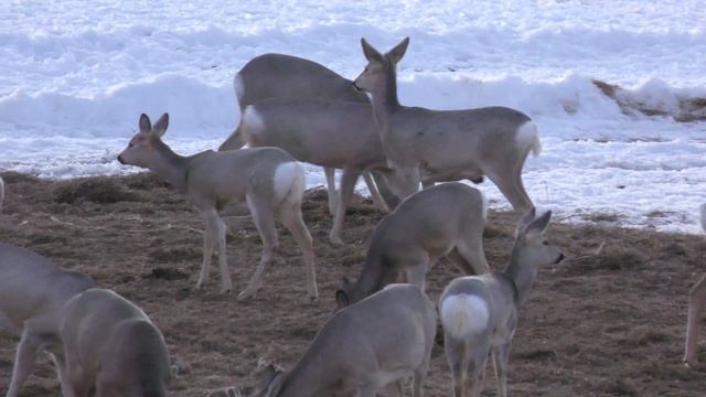 ОХОТА С ВИДЕОКАМЕРОЙ. СТАДО КОСУЛЬ И ШЕСТЬ КАБАНОВ. СИЖУ НА ВЫШКЕ ОХОТНИКОВ смотреть онлайн