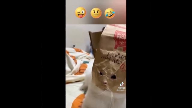 смешные видео про животных смотреть онлайн