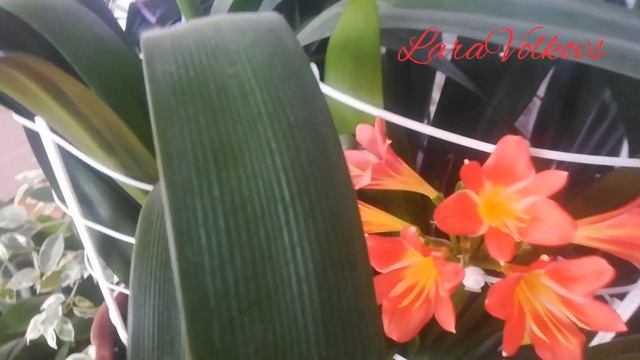 кливия интерспефик, цитрантифлора. смотреть онлайн