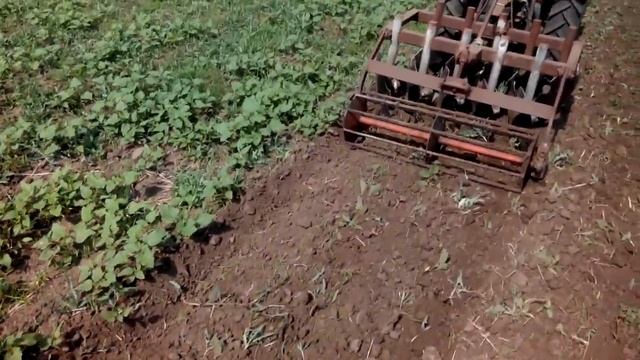 Обработка пара дисковой бороной. Processing steam with a disc harrow. смотреть онлайн