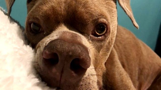 Ветеринар прогнал и не смог сделать то, что просили хозяева! смотреть онлайн