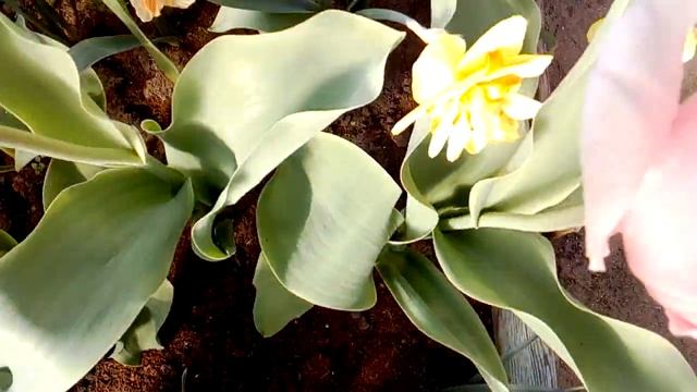 22 апреля 2019 г.Тюльпаны и нарциссы пока в теплице смотреть онлайн