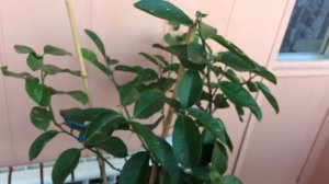 Щитовка на лимоне Пондероза.Цитрусы в доме и мн. другое