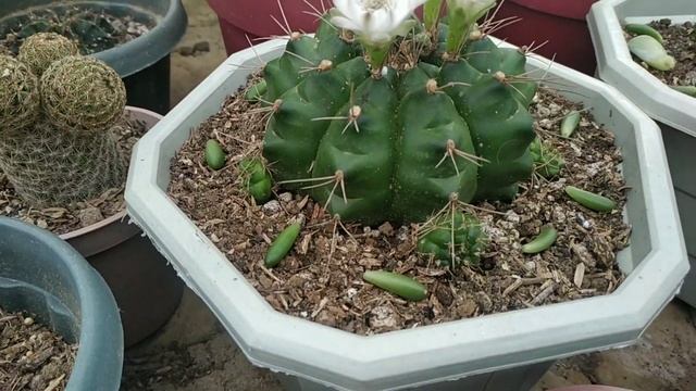 MELOCACTUS | RARE CACTUS | MELO FROM SEEDS UPDATE AFTER 6 MONTHS| UPDATE SA GARDEN смотреть онлайн