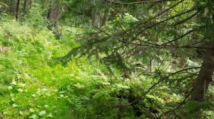 цепная аккумуляторная пила nanwei 10 дюймов. Пилим в тайге.