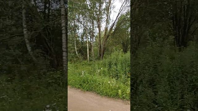 Продается земельный участок 54 сотки, рядом с деревней Арсаки, граничит с СНТ Маяк. смотреть онлайн