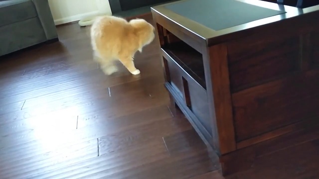 Кот попался в ловушку смотреть онлайн