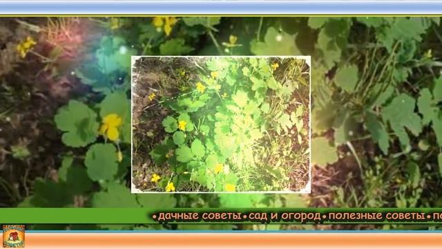 Так вот зачем чистотел нужно высаживать в огороде. Главный помощник в саду и огороде. Дачные советы смотреть онлайн