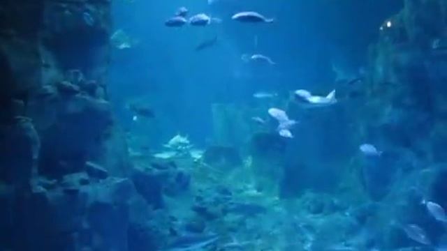 Стамбульський аквариум / Istanbul Akvaryum смотреть онлайн