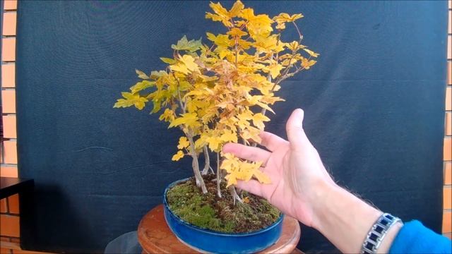 Бонсай Роща лес из полевых клёнов Grove forest of field maples в работе с весны 2021 год осень смотреть онлайн