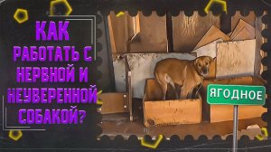 Как работать с нервной и неуверенной собакой (Приют в Ягодном)