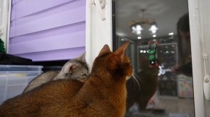 24 ЧАСА ГОВОРЮ ДА КОШКЕ АРИЕЛЕ! ДЕНЬ РОЖДЕНИЯ КИСЫ-ПСИХА