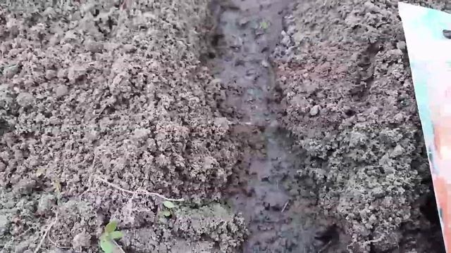 Морковь от А до Я. смотреть онлайн