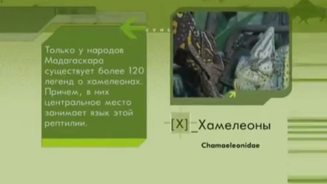 Секретные файлы: Легенды о хамелеонах, эфир 2008г.