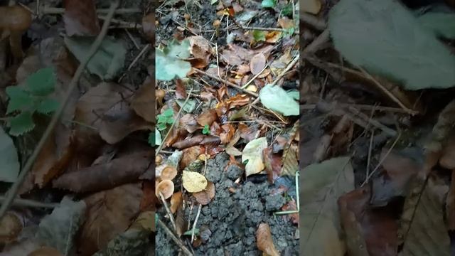 Собираю мохнатые опята смотреть онлайн