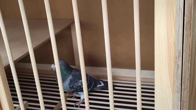 Nie mogłem się powstrzymać:) Zasiedlenie nowego gołębnika. смотреть онлайн