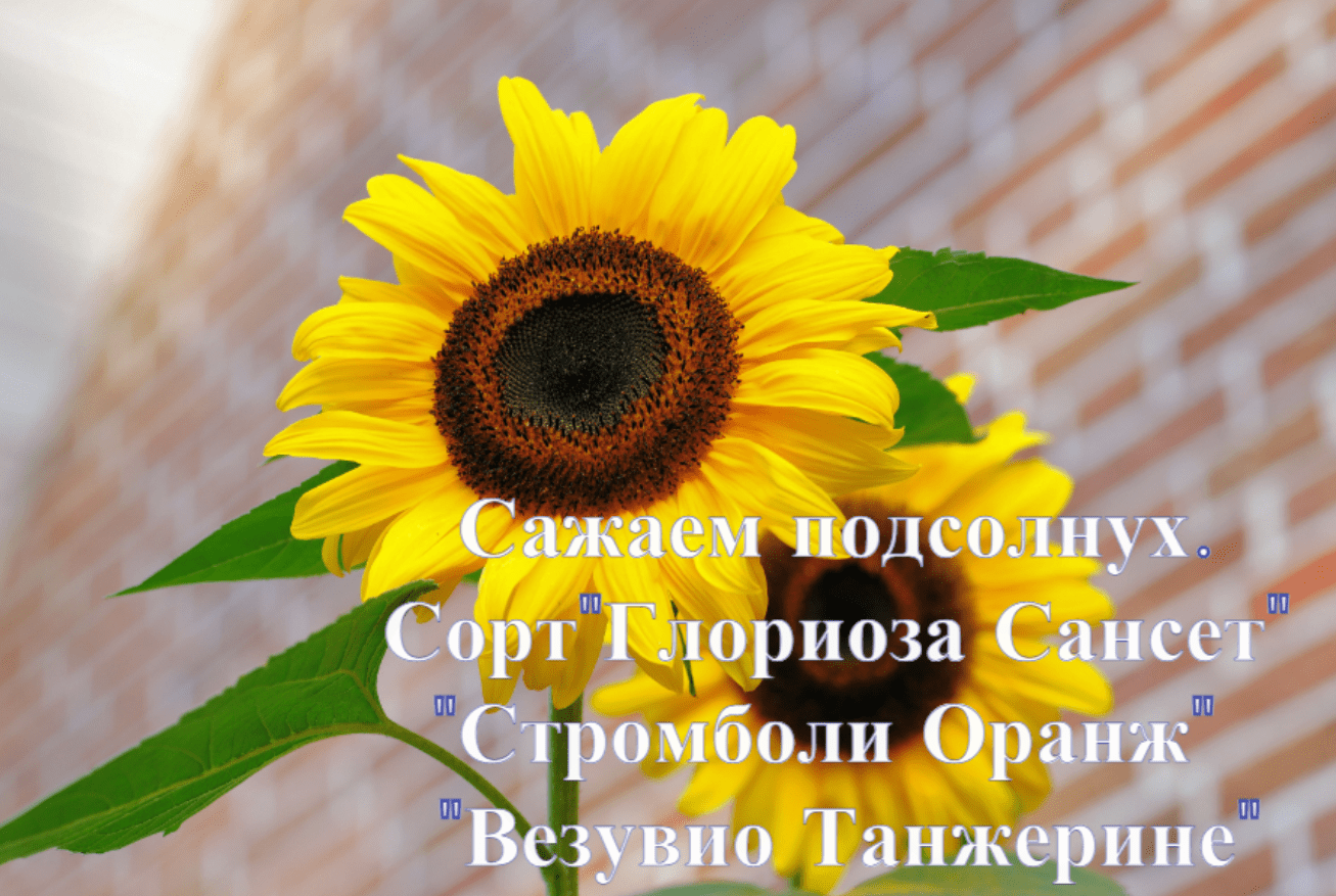 Как сажать подсолнух(подсолнечник) декоративный на рассаду. Сорт: "Глориоза Сансет", "Стромболи оран смотреть онлайн