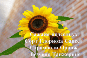 Как сажать подсолнух(подсолнечник) декоративный на рассаду. Сорт: "Глориоза Сансет", "Стромболи оран