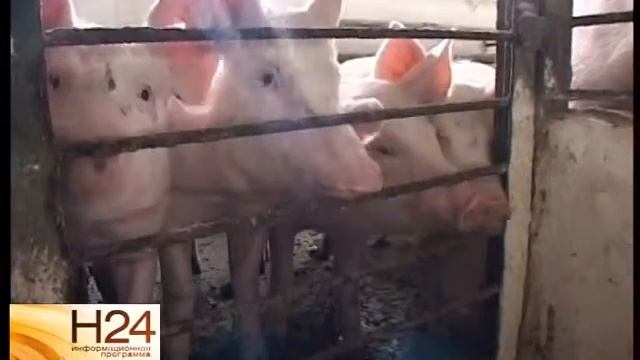 Вирус африканской чумы попал в колбасные изделия смотреть онлайн