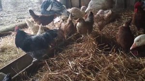 Содержание разных птиц в одном птичнике , утки куры индюки и гуси без проблем.