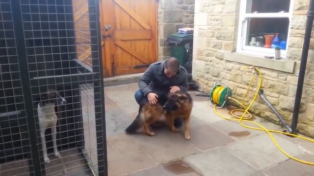 после долгой разлуки собака встретилась с хозяином смотреть онлайн