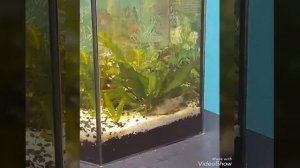 Нерест мраморных боций