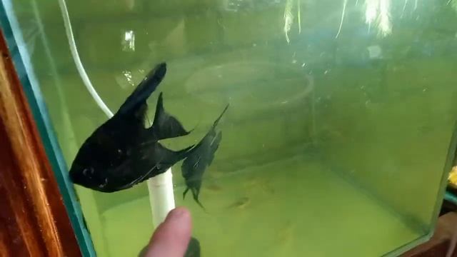 СКАЛЯРИЯ ЧЁРНЫЙ БАРХАТ смотреть онлайн