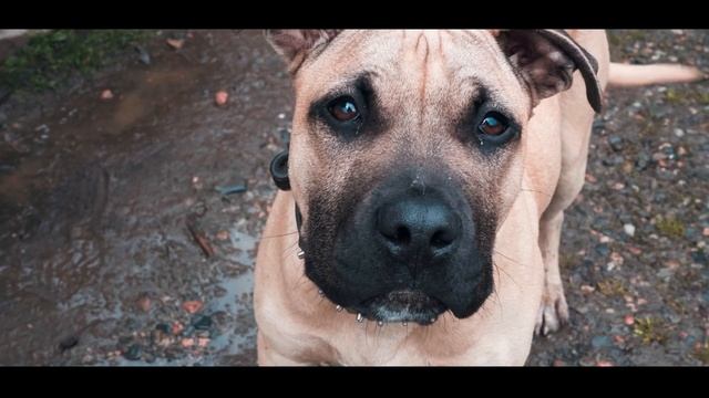 Путешествие своим ходом в Гузерипль | Весна в Адыгее 2021 смотреть онлайн