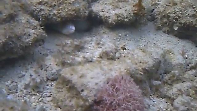sharm el sheik 2012 смотреть онлайн