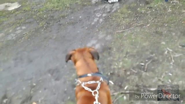 1 часть / Байт на тренировке./ Где много собак.??? смотреть онлайн