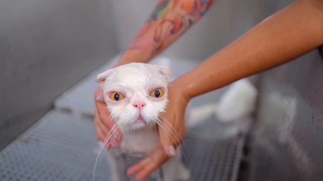 Cute and lovely white persian cat! ??✂️❤️ смотреть онлайн