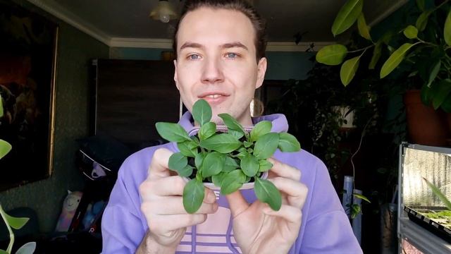 Какие петунии я посеял в этом году? Агрофирма Партнер серия Зацветет Тайдалы семена bella смотреть онлайн